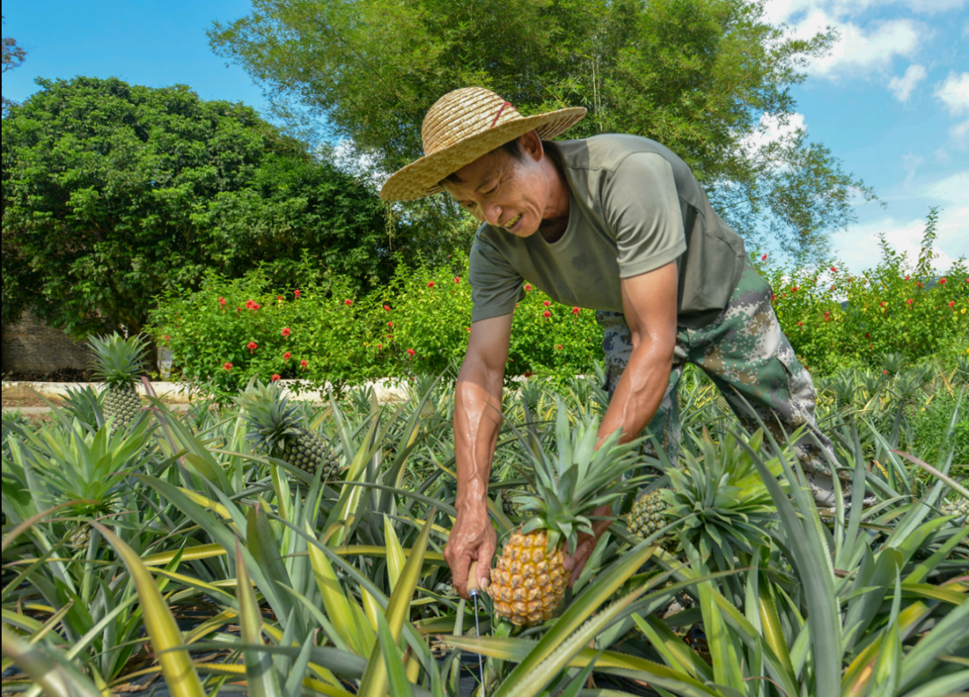 叶超林帮助游客采摘菠萝