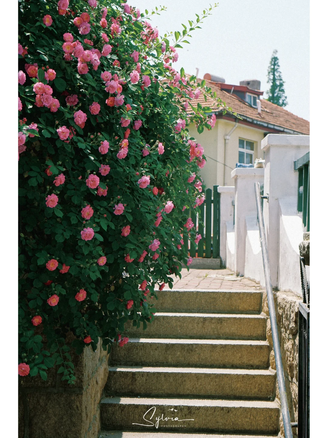 金口路,福山路,鱼山路,八大关,太平角,澳门路,海口路等都有蔷薇花的
