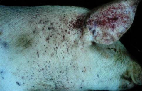 警惕猪皮肤出现大量出血点与这6种猪病有关