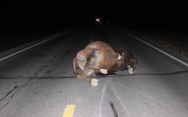 阿左旗境内s312线289公里处路段有 一头骆驼被撞,肇事车辆逃离现场