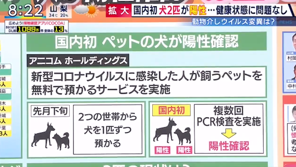 日本国内首次有宠物被确诊感染新冠病毒 日本 Bt种子搜索