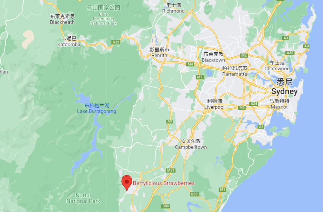 悉尼这家农场的草莓已经成熟，妈妈们遛娃走起！（组图） - 5