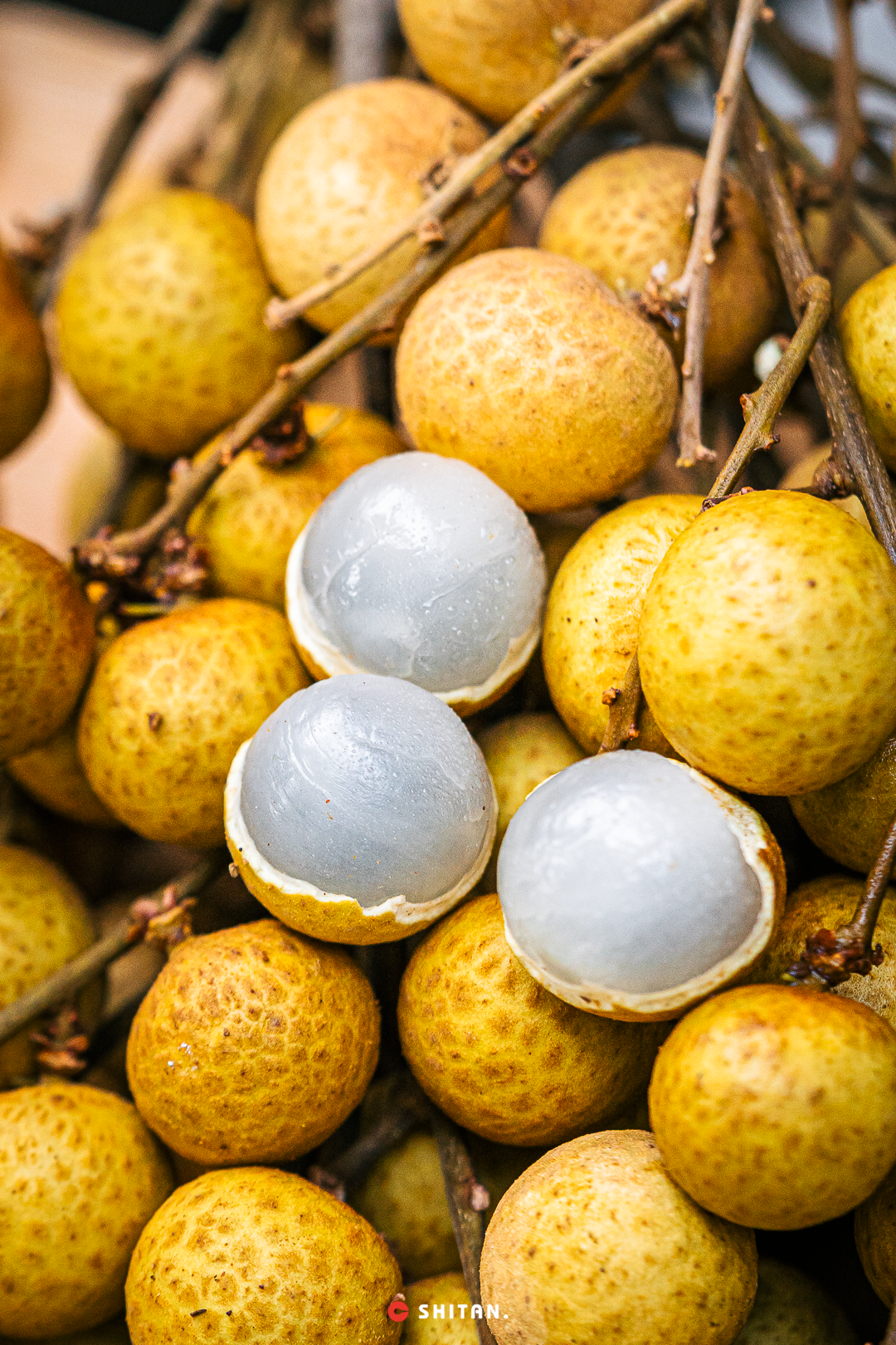 û����gaga�Ɑ��Ʒ��������....