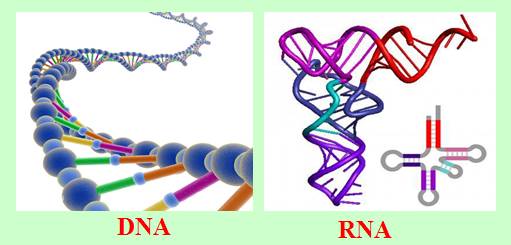 生物阅读5dna双螺旋结构的发现