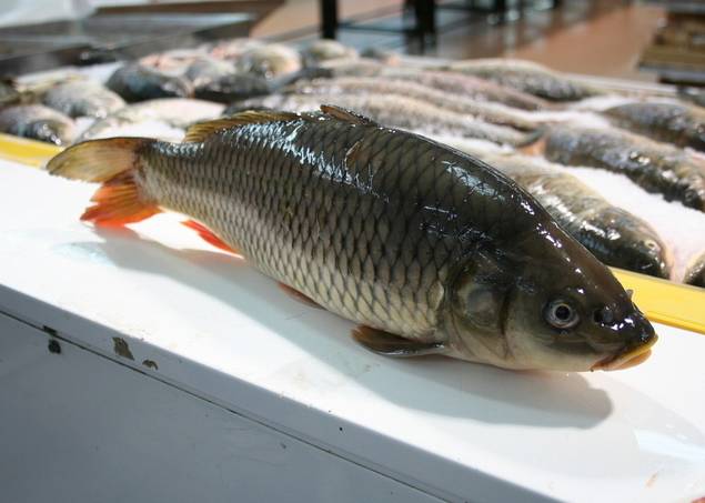 秋季保健养生吃什么鱼