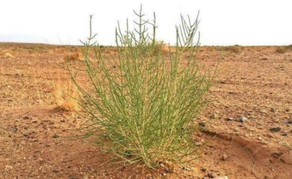 蚂蚁森林能量产生规则_蚂蚁森林地铁出行能量_蚂蚁森林能量产生规则