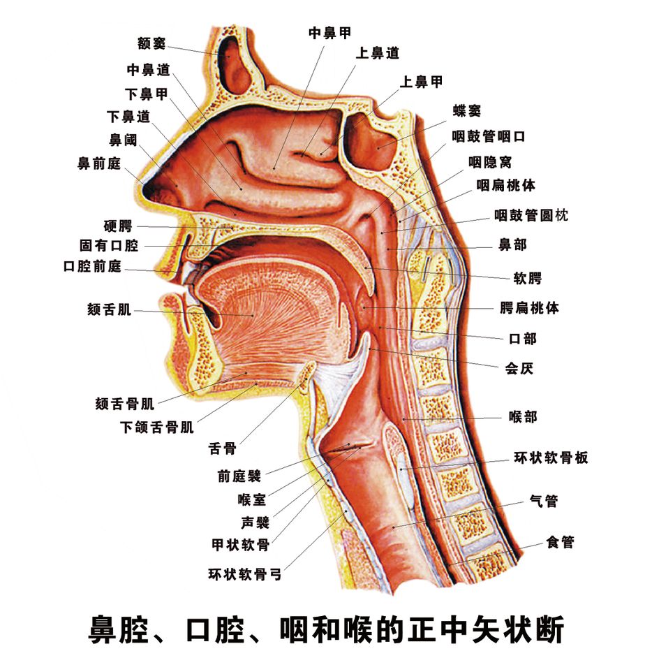 你可以停止调理鼻炎，但癌症不会停止！
