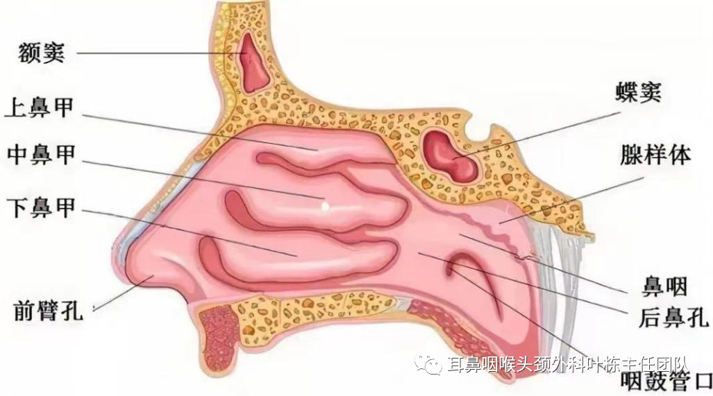 操作鼻窦镜时怎么摆术后指南：鼻内镜下鼻窦炎术后注意事项及护理要点_https://www.jmylbn.com_新闻资讯_第3张