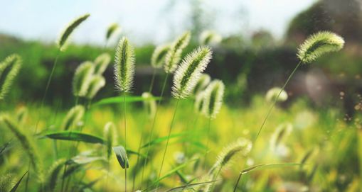 狗年说狗 | 那些植物中的「狗」