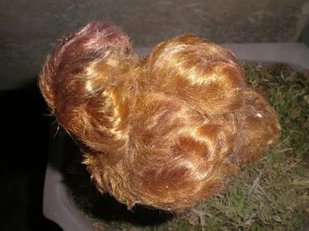 狗年说狗 | 那些植物中的「狗」