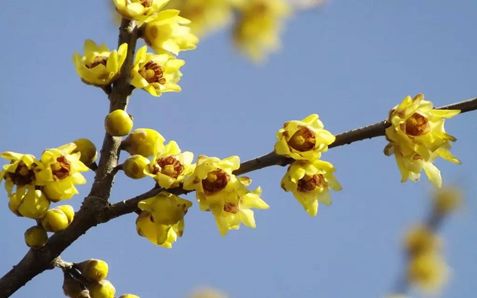 狗年说狗 | 那些植物中的「狗」