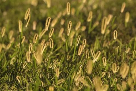 狗年说狗 | 那些植物中的「狗」