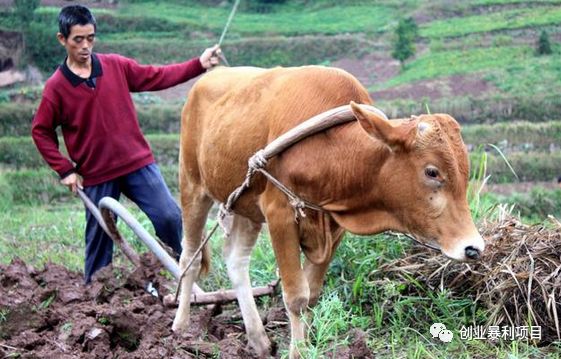 当下新的暴利创业项目_创业暴利项目培训_当下热门的创业项目