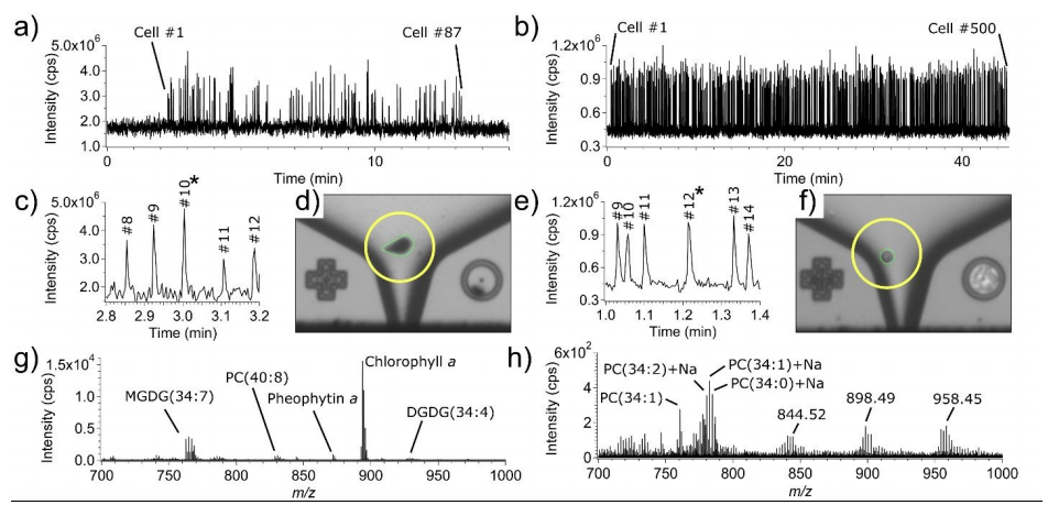 文獻(xiàn)解讀｜SCP-LVC-MS助力快速、非靶向單細(xì)胞代謝分析