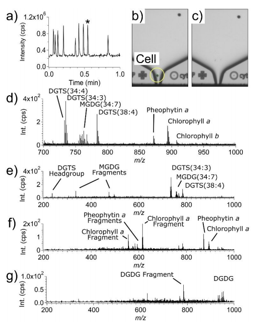 文獻(xiàn)解讀｜SCP-LVC-MS助力快速、非靶向單細(xì)胞代謝分析