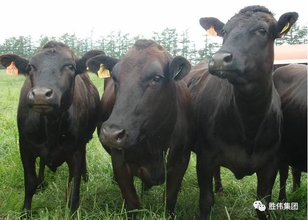 盐碱地养殖，优质牧草在肉牛饲养中的价值