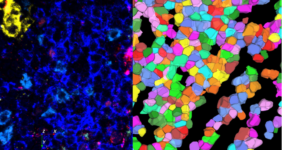 Aivia 14發(fā)布會(huì)：開啟3D空間生物學(xué)分析新紀(jì)元
