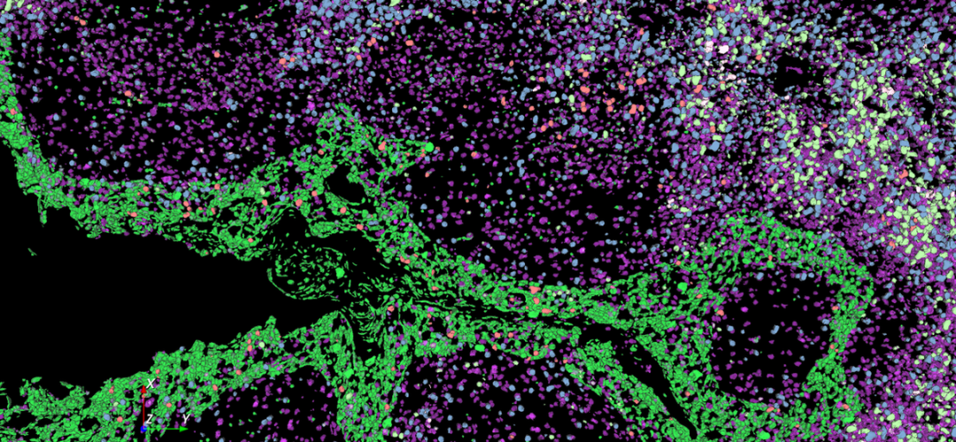 Aivia 14發(fā)布會(huì)：開啟3D空間生物學(xué)分析新紀(jì)元