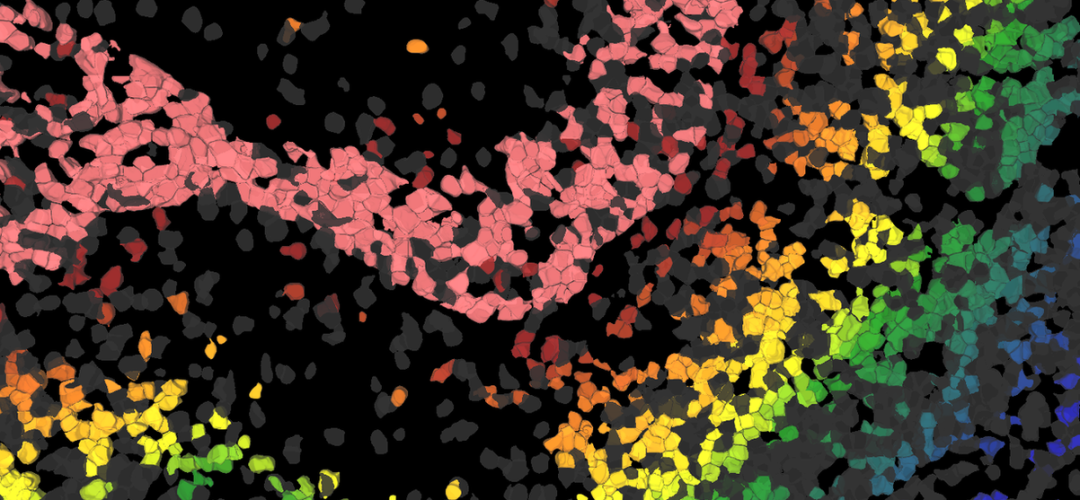 Aivia 14發(fā)布會(huì)：開啟3D空間生物學(xué)分析新紀(jì)元
