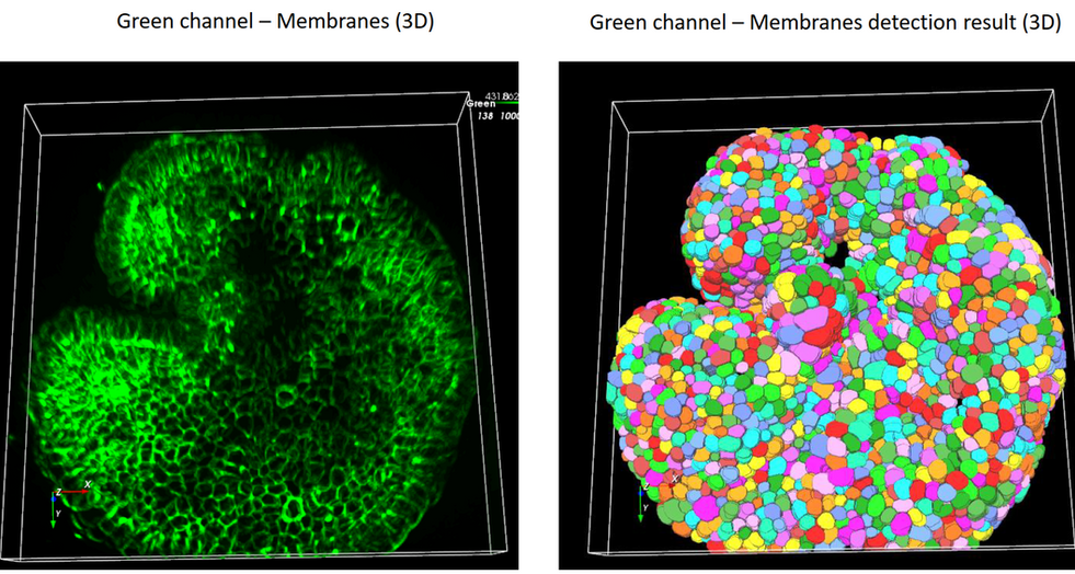 Aivia 14發(fā)布會(huì)：開啟3D空間生物學(xué)分析新紀(jì)元