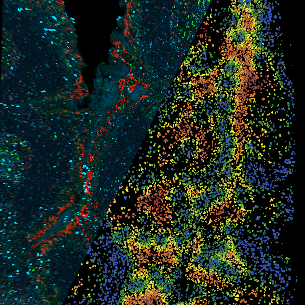 Aivia 14發(fā)布會(huì)：開啟3D空間生物學(xué)分析新紀(jì)元