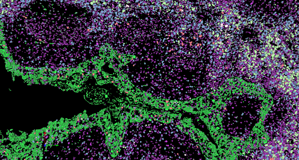 Aivia 14發(fā)布會(huì)：開啟3D空間生物學(xué)分析新紀(jì)元