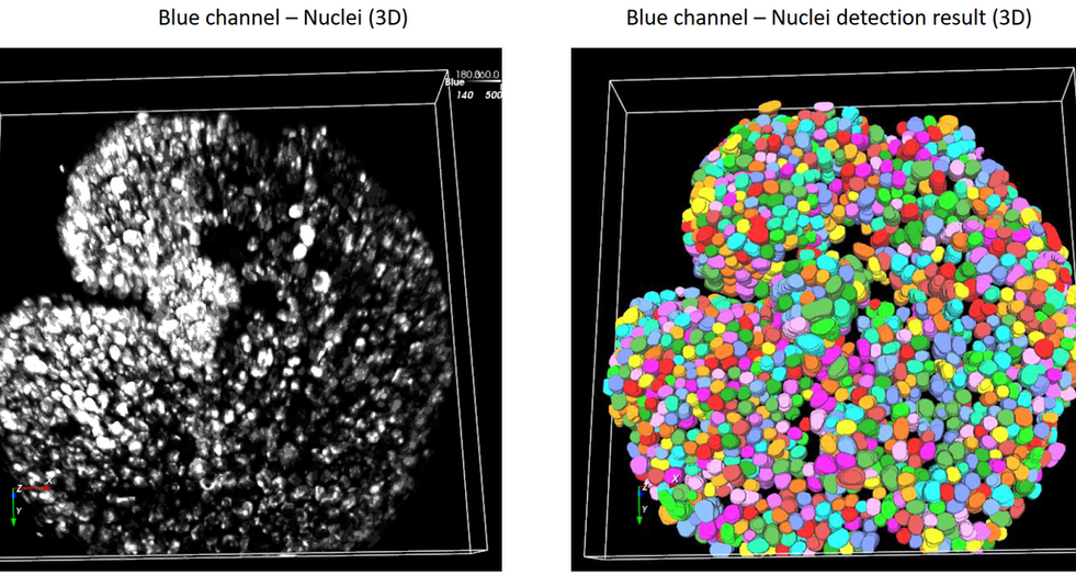 Aivia 14發(fā)布會(huì)：開啟3D空間生物學(xué)分析新紀(jì)元