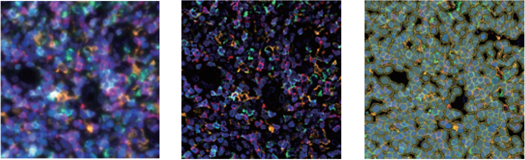 徠卡精準(zhǔn)空間生物學(xué)解決方案 第三彈