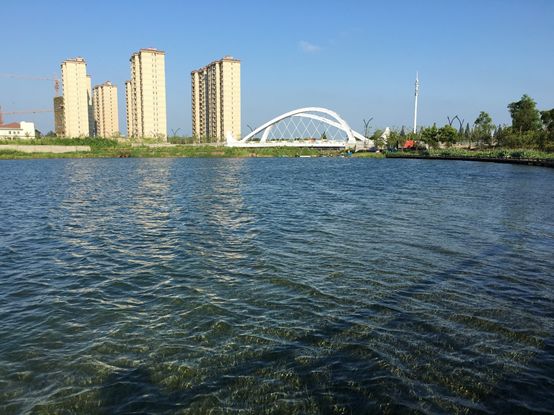 临港管委会建设和环保办主任朱建忠考察调研我司上海之鱼项目(图2)