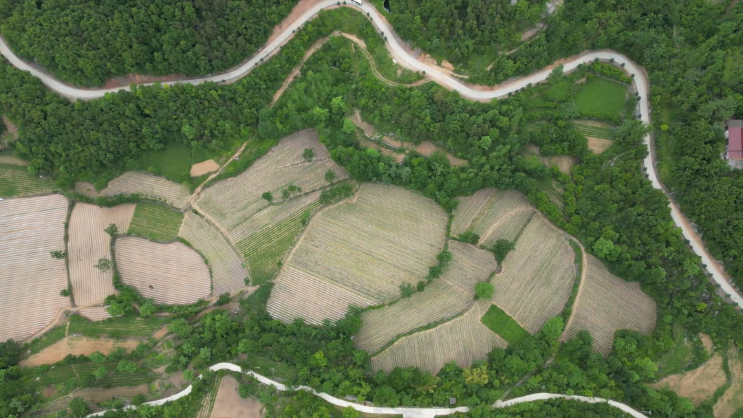 板桥镇:高山蔬菜种出好"钱"景