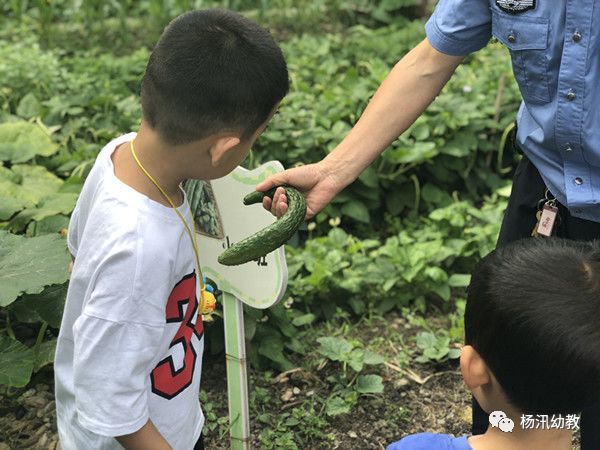 杨汛桥镇中心幼儿园小一班种植黄瓜活动