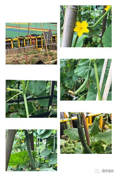 杨汛桥镇中心幼儿园小一班种植黄瓜活动