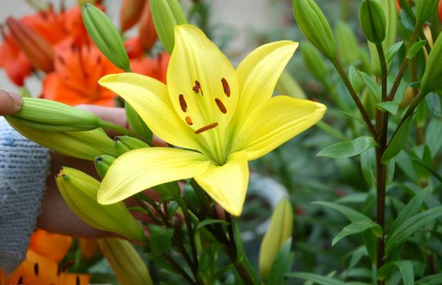 百合花种植常见问题总结 江苏长景种业有限公司