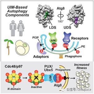 Cell：揭示一種引導細胞垃圾進行自噬的新機制 健康 第2張