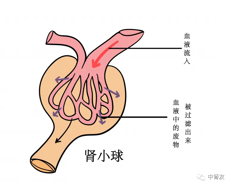 什么是肾小球？肾小球损伤会带来什么？