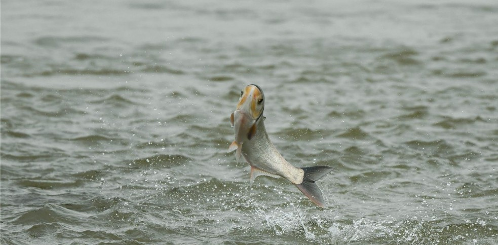 那么,鱼儿频繁地跳出水面到底是什么原因所致呢?