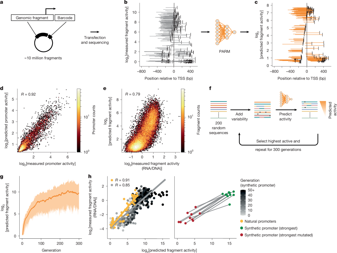 荷兰团队最新 Nature 论文：基于 MPRA 的深度学习揭示人类启动子调控语法 - Py学习