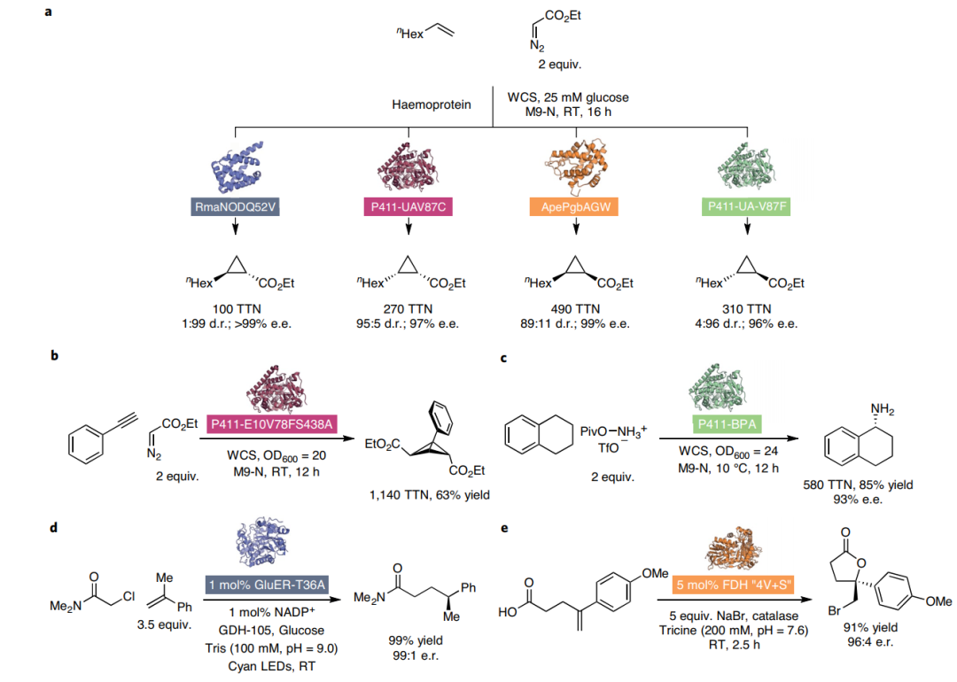 鱼与熊掌皆可得？基于化学和蛋白质工程的生物催化新进展的图4