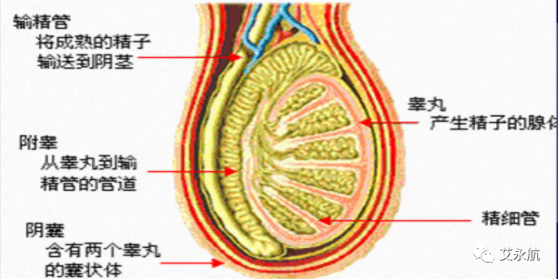 什么工具检测精子液精液检查-上海聚慕医疗器械有限公司
