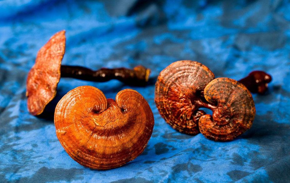 灵芝是不是药，可不可以长期吃