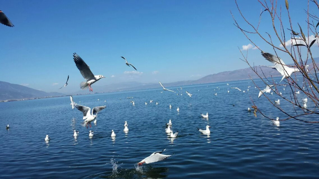 中里巴人推腹后反应_去海底捞店吃饭的后感_高考后去老妈的店里点了个中