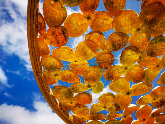 新会陈皮是“广东三宝”之首。郭永乐 摄