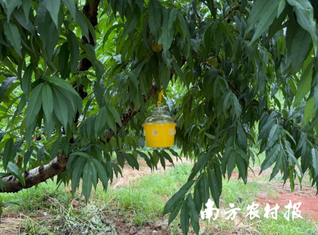 在果園里，隨處可見農業科技產品。