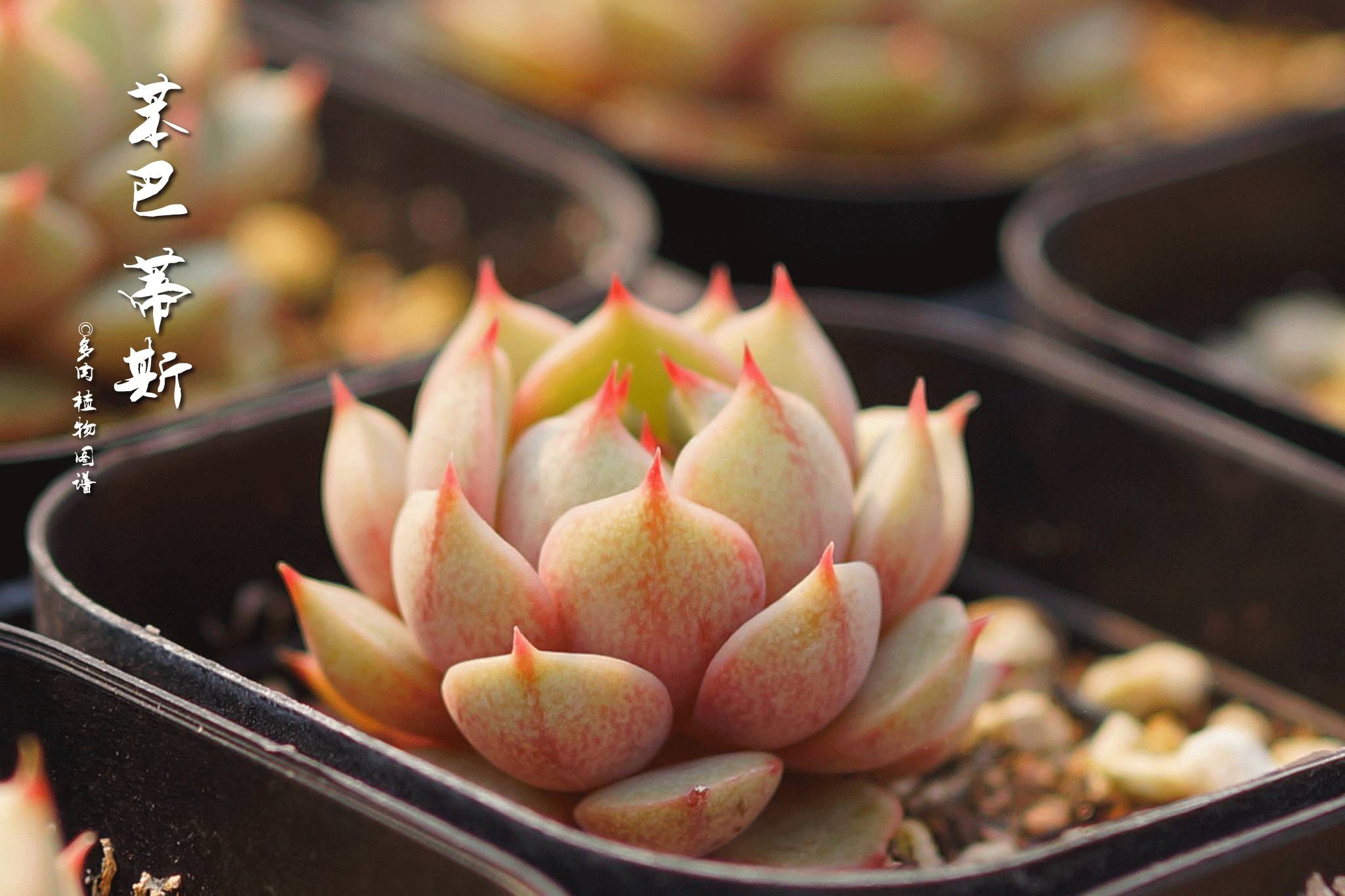 阳光下的多肉 最美 自由微信 Freewechat