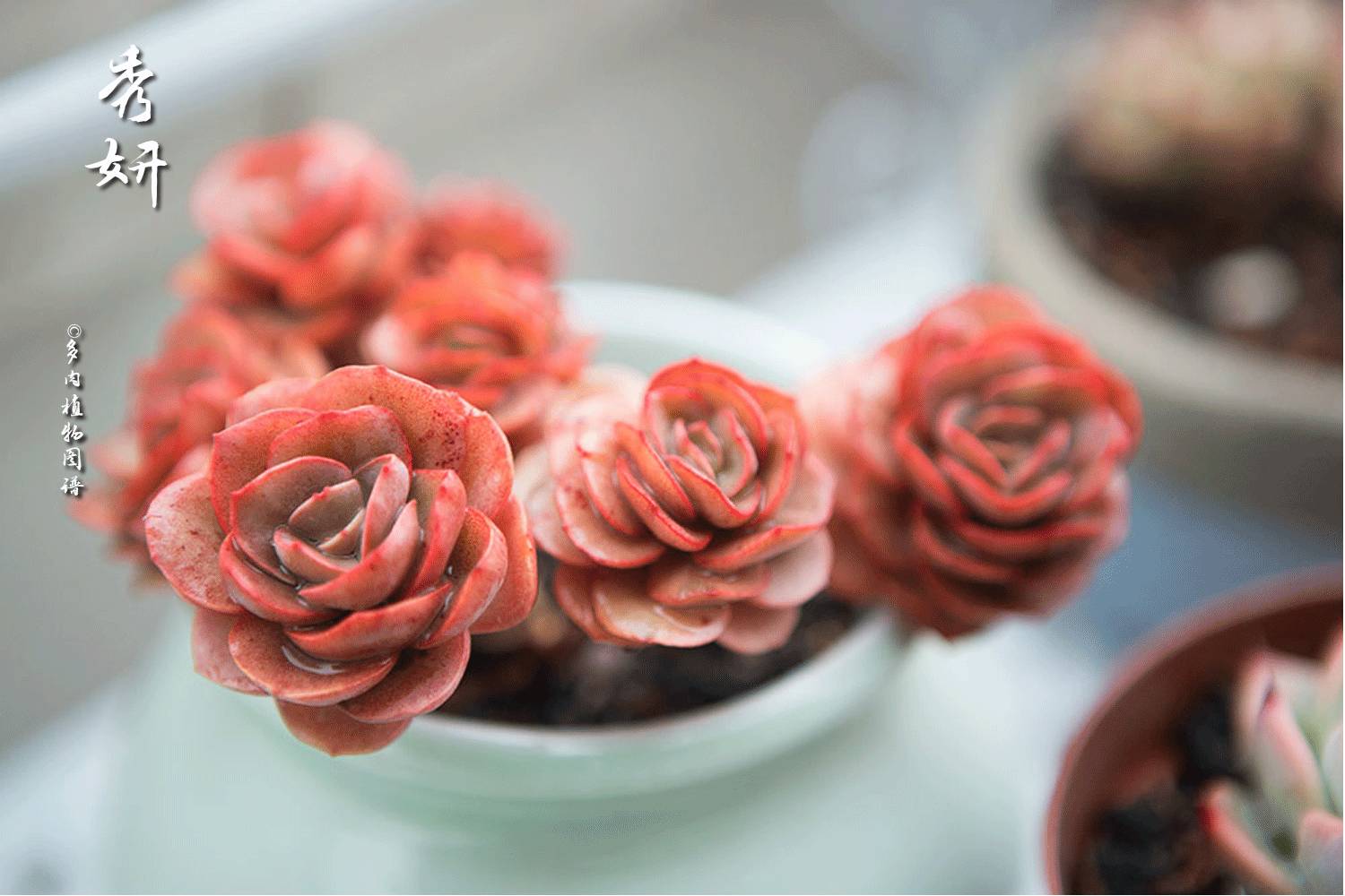 手绘丨美肉配美盆 这样漂亮的手绘盆请给我来一打 自由微信 Freewechat