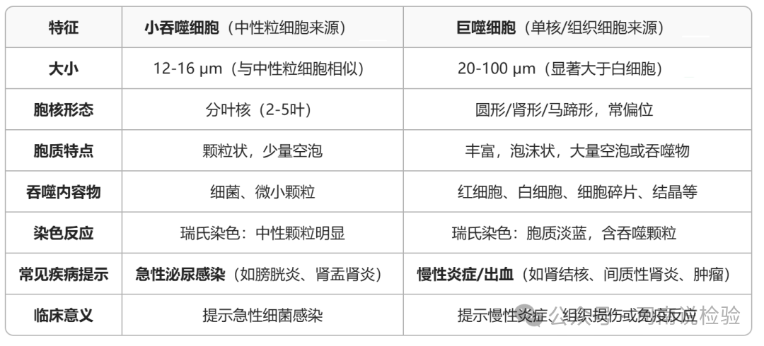尿沉渣仪器怎么使用尿液-吞噬细胞（仪器辅助诊断）_https://www.jmylbn.com_新闻资讯_第9张