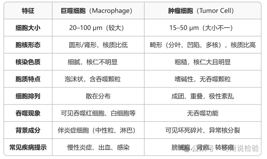 尿沉渣仪器怎么使用尿液-吞噬细胞（仪器辅助诊断）_https://www.jmylbn.com_新闻资讯_第11张