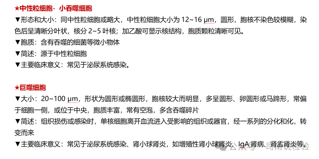 尿沉渣仪器怎么使用尿液-吞噬细胞（仪器辅助诊断）_https://www.jmylbn.com_新闻资讯_第12张