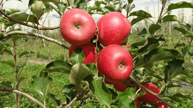 七十年农业发展沧桑巨变 凉山盐源绘就乡村振兴全新画卷_盐源县_苹果_产业