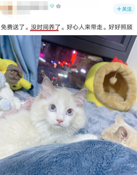 猫猫这么可爱,为什么被迫沦为犯罪工具?-微信头条网 猫猫这么可爱,为什么被迫沦为犯罪工具?